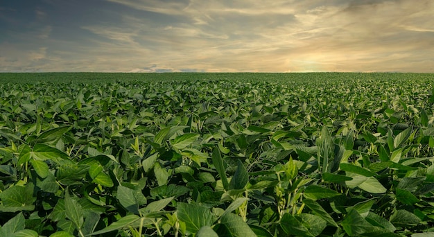 Agricultural soy plantation on sunset - Green growing soybeans plant against sunlight.