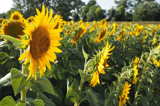 농업용 해바라기 밭 Helianthus 해바라기는 국화과 식물의 속입니다. 연간 해바라기와 결절 해바라기 노란 꽃잎이 있는 꽃 봉오리 세르비아 생활