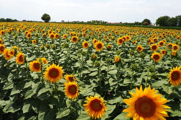 Agricultural sunflowers field the helianthus sunflower is a genus of plants in asteraceae family