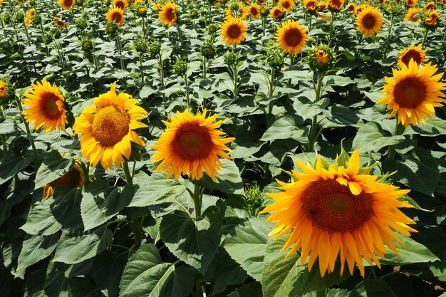 Agricultural sunflowers field the helianthus sunflower is a genus of plants in the asteraceae