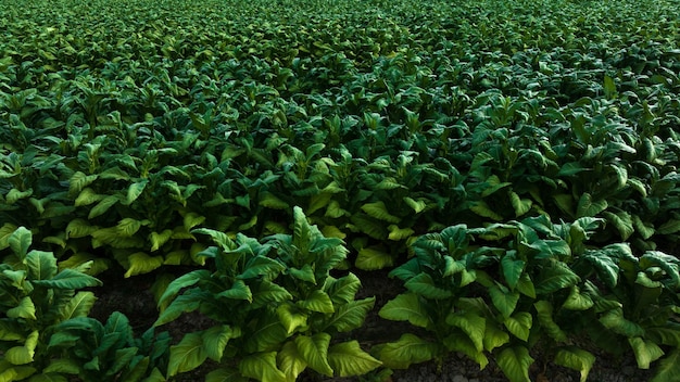 Foglie verdi di tabacco agricolo e vista aerea dei terreni agricoli della piantagione di texture