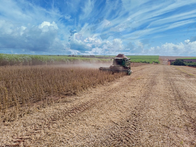 agricultural tractor harvesting soybeans in the field 