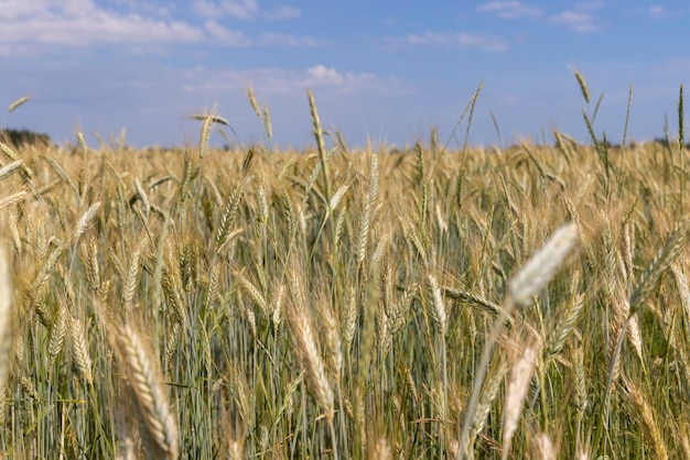 Agricultural wheat field with unripe wheat