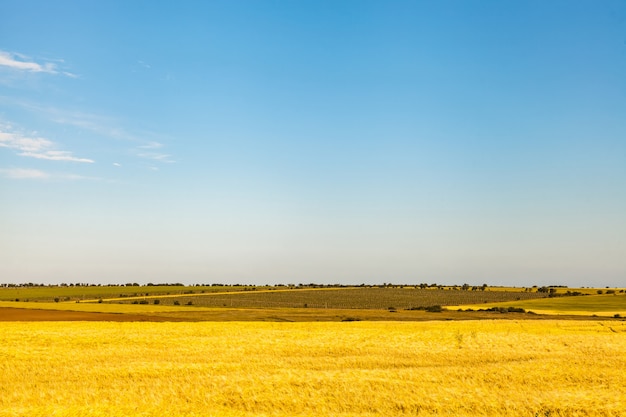 Agricultural wheat fields and vineyards in the Europe