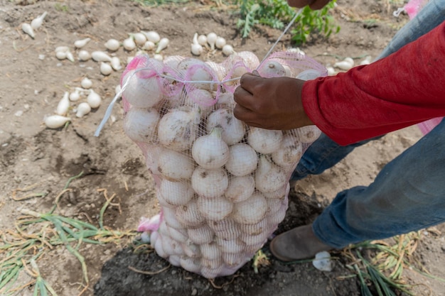 농업 노동자 는 새로 수확 한 양파 를 조심스럽게 모아 가방 에 넣는다
