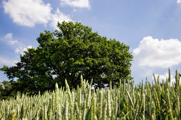 Agricoltura e agricoltura per la coltivazione di cereali per la produzione di grano, grano o segale in grani viene utilizzata per la preparazione di prodotti alimentari, quercia verde