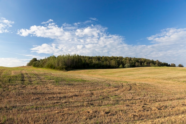 Foto l'agricoltura e l'agricoltura per la coltivazione di cereali per la produzione di chicchi di grano, frumento o segale è utilizzata per la preparazione di prodotti alimentari