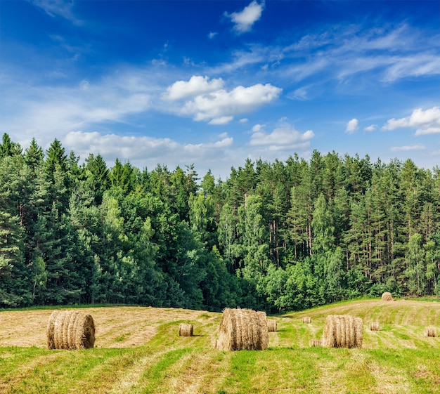 Agriculture background hay bales on field in summer