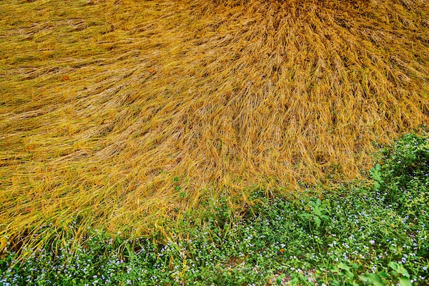 収穫の準備ができている緑の熟した米と水田の農業の背景