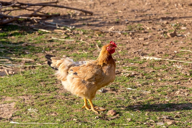 Agriculture Beautiful bright chicken closeup