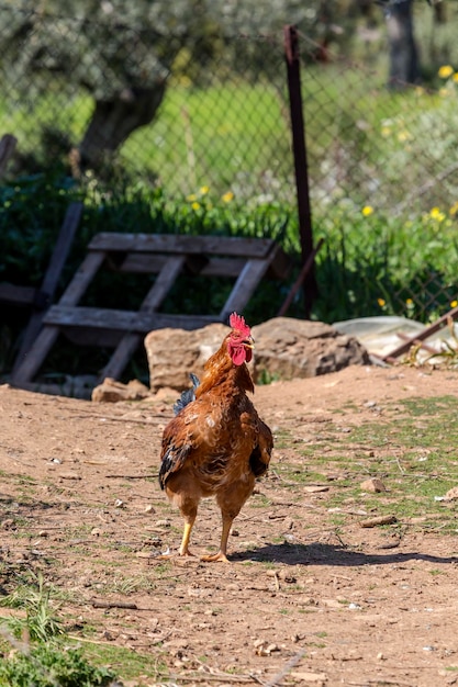 Agriculture Beautiful bright rooster closeup