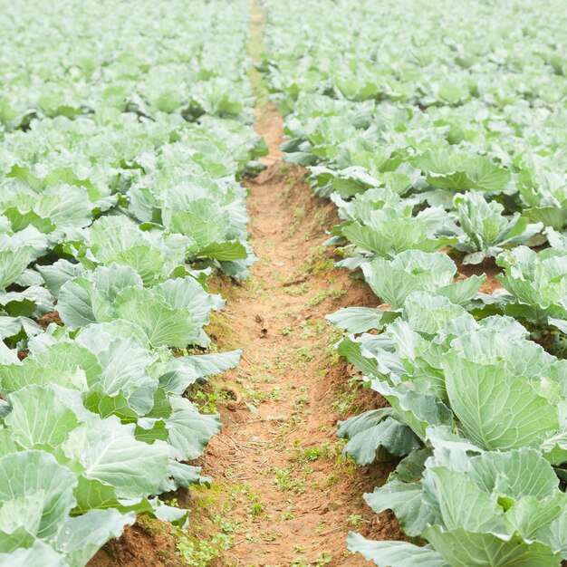 Agriculture cabbage