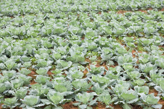 Agriculture cabbage