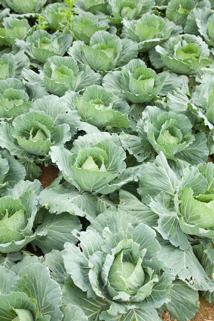 Agriculture cabbage