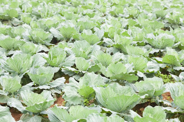 Agriculture cabbage