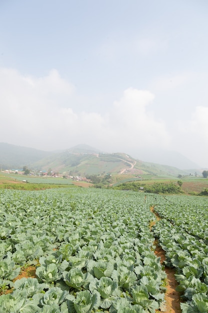 Agriculture cabbage