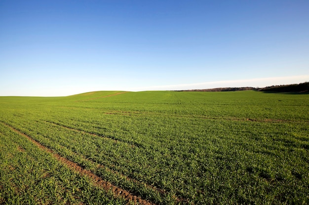 Foto campo agricolo di cereali di agricoltura su cui cresce l'erba verde acerba