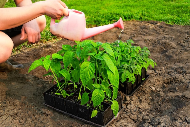 Agricoltore di concetto di agricoltura che innaffia le piantine di pomodoro e pepe in pentole che preparano il terreno