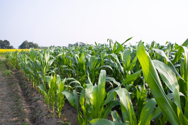 Сельскохозяйственные кукурузные поля, растущие в сельской местности Бангладеш