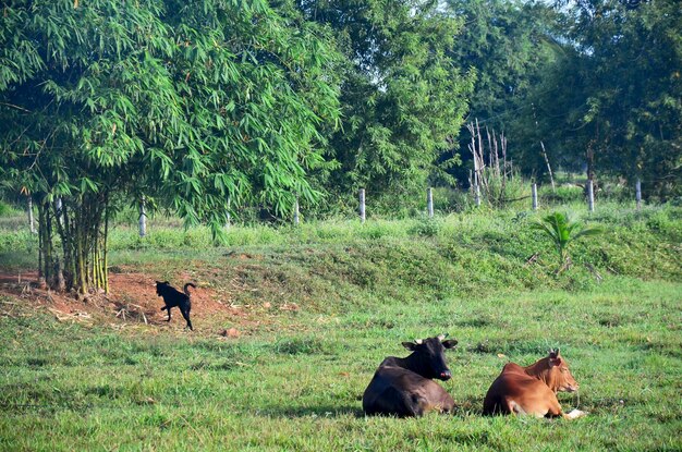 Agriculture Cow Farm at Phattalung province of southern Thailand