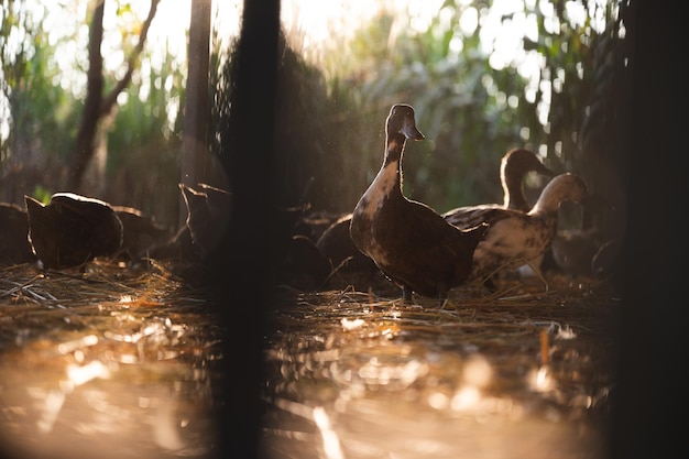 Agriculture duck farm concept nature field of animal farm with duck bird and goose living outdoor in natural background flock group of duck in cage