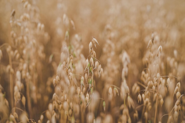 Agriculture Ears of organic oat in the field