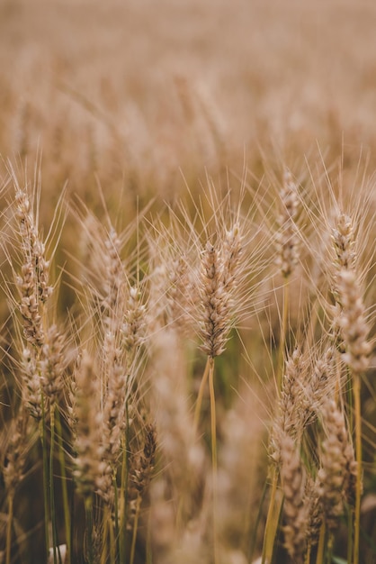 Agriculture Ears of organic rye in the field