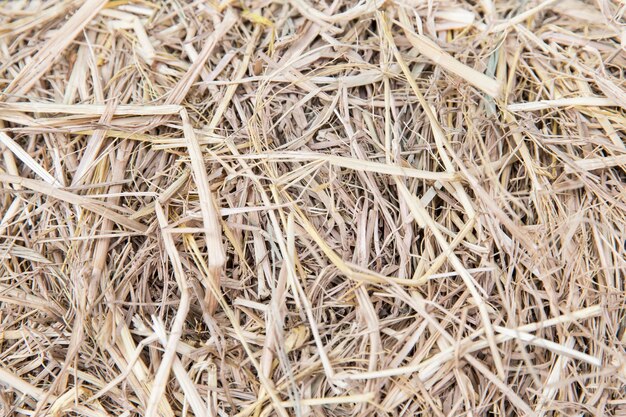 концепция сельского хозяйства, экологии и засухи - сухая трава или текстура сена
