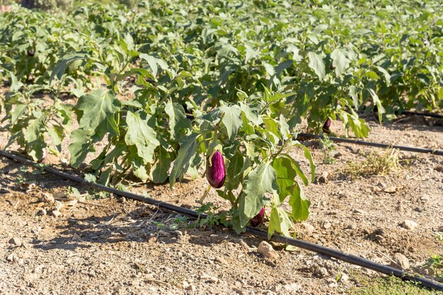 Agriculture Eggplants grow in a field in the outdoors closeup