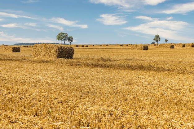 Agriculture field after harvest with large bales of hay in a wheat field