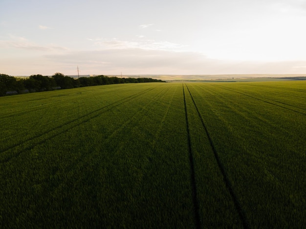 agriculture field in countryside