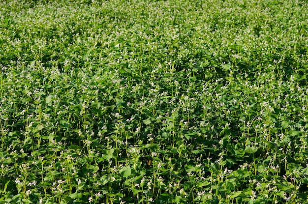 Agriculture field of flowering buckwheat