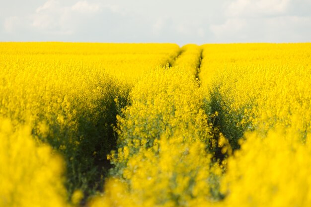 Agriculture field on the summer