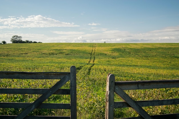 Agriculture field in Uruguay