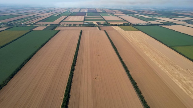 Photo agriculture field wheat fields of wheat and corn in the fertile lands of endless russia