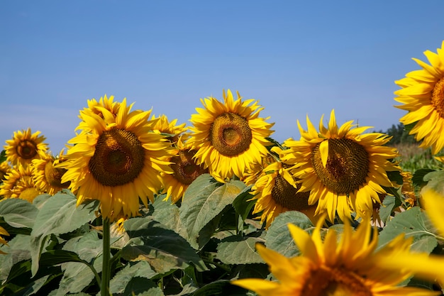 晴天の夏に黄色い明るい花のひまわりを開花中にひまわりがたくさんある農地