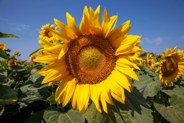 晴天の夏に黄色い明るい花のひまわりを開花中にひまわりがたくさんある農業分野