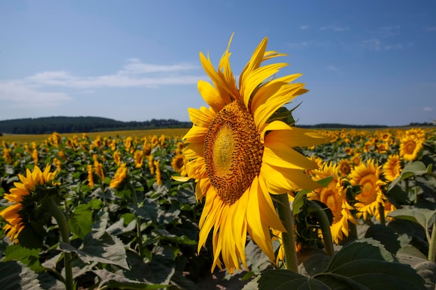 Agriculture field with lots of sunflowers during flowering