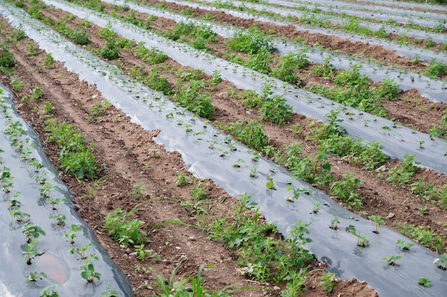 Agriculture field with strawberry plants sprout in a row covered with plastic growing fruit