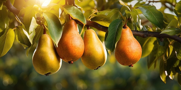 Agriculture fruits pear harvest food photography banner Closeup of ripe pears on tree branch with leaves