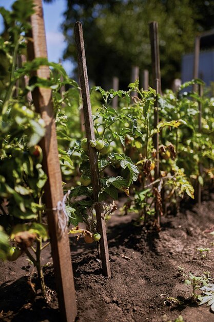 Agriculture Garden beds with pepper and tomato seedlings