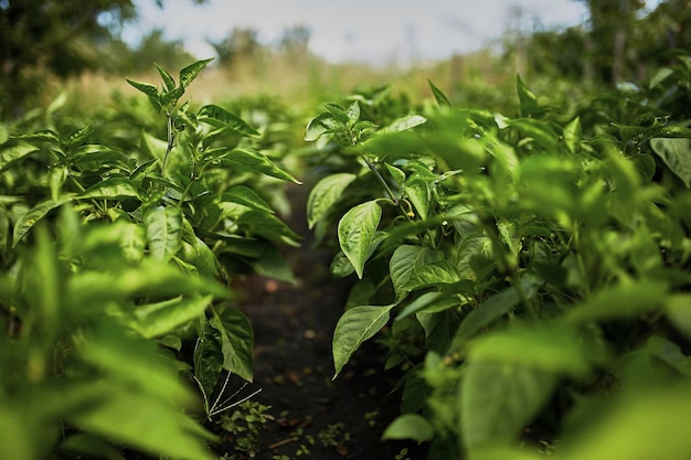 Agriculture Garden beds with pepper and tomato seedlings