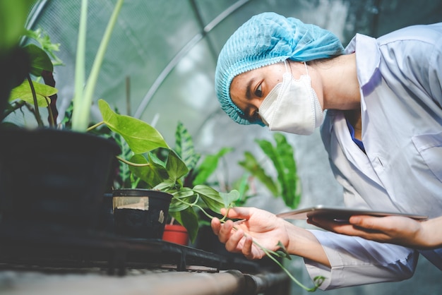 現代の温室の農業園芸植物、農場の自然の花、有機食品のための植物の葉のプランテーション、植物学の園芸栽培産業、日光環境での種子の成長