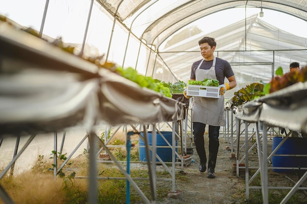 Agriculture, gardener, farm, harvest, vegetable, technology concept. The gardener harvesting lettuce at vegetable growing house in morning.