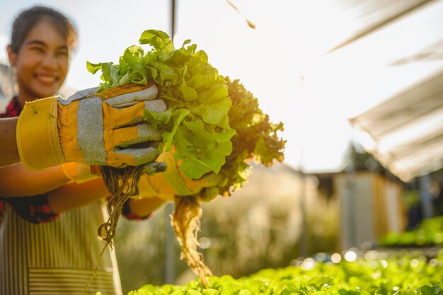Сельское хозяйство, садовник, ферма, урожай, овощи, концепция технологии. Садовник собирает салат в овощном доме утром.