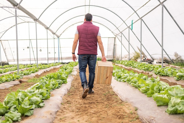 Agriculture greenhouse and back view of farmer on farm checking plants organic crops or growth of vegetables Agro sustainability and man or small business owner working in nursery or conservatory