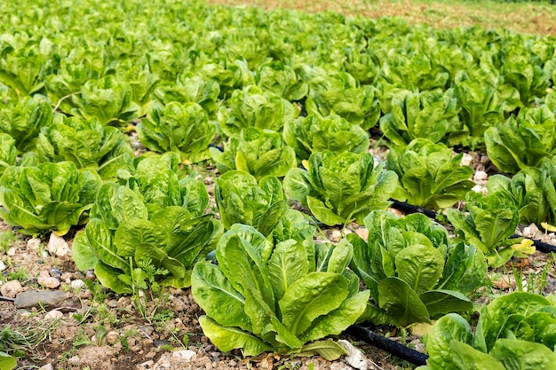 Agriculture The growing lettuce in the field on an autumn day