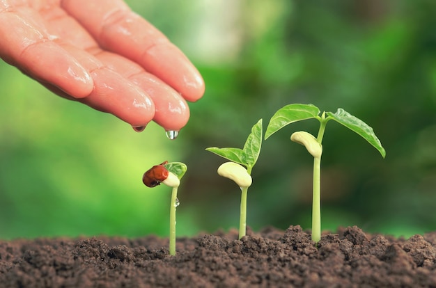 Photo agriculture hand nurtur watering young plants growing step on soil concept