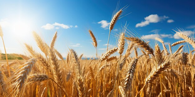 Agriculture harvest background landscape panorama Closeup of ripe summer grain wheat field wheat ears blue sky and sunshine