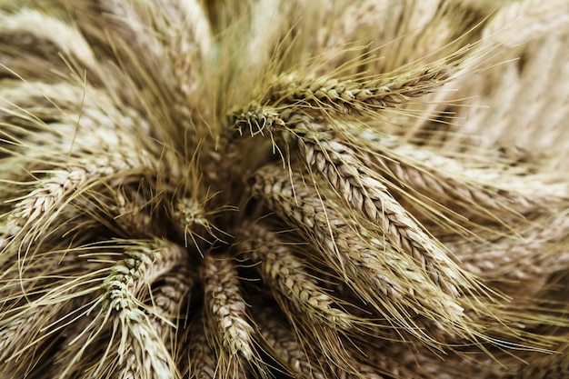 Agriculture industry background cereal plants in a crop in closeup selective focus